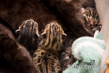 Bengalkatze melanistic